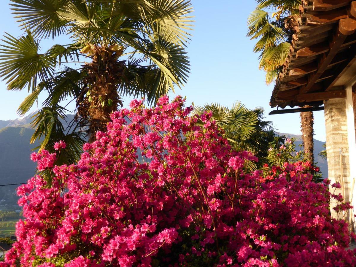 Casa Petra 1 1/2 Zi, Orgnana 83 Daire Gambarogno Dış mekan fotoğraf